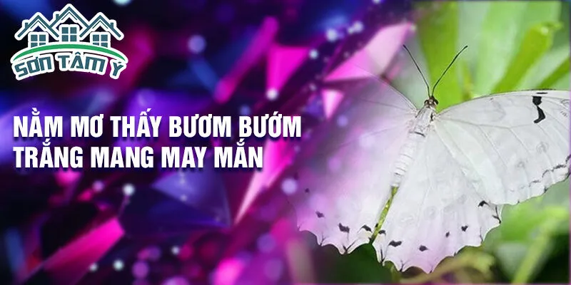Nằm mơ thấy bươm bướm trắng mang may mắn