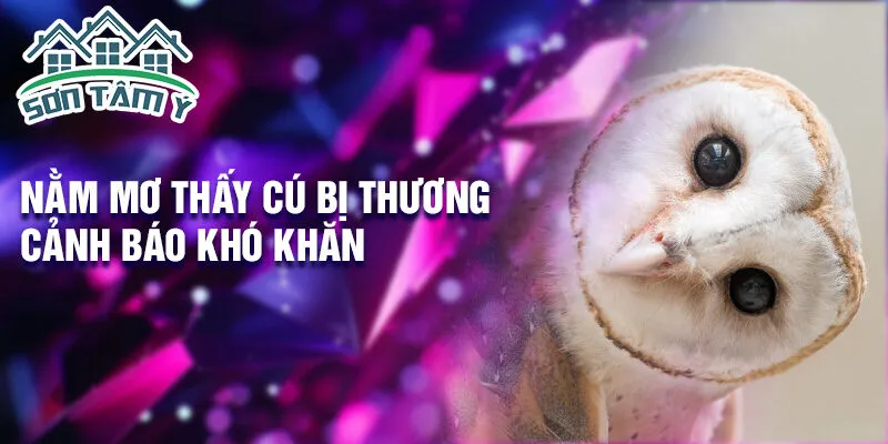 Nằm mơ thấy cú bị thương cảnh báo khó khăn